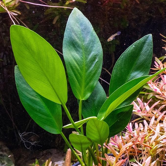 Ultum Nature Systems Live Tissue Culture - Anubias Nana Petite (Anubias barteri 'Nana') - Easy - Low to Medium Light - Dark Green Accent - Foreground - 100% Snail Free Grown in-Vitro
