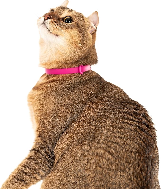 Breakaway Cat Collar - Soft, Comfortable, and Lightweight Safety Buckle Collar with Name Tag Ring for Outdoor Cats and Sensitive Skin Kittens by Nuvuq (6 ⅞" to 10 ¼", Pink)