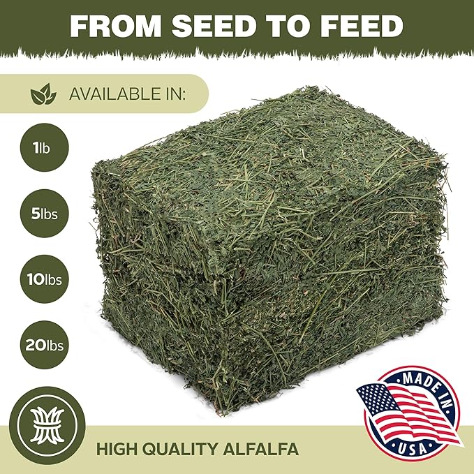 High Desert Alfalfa Hay for Rabbits, Guinea Pigs, Chinchillas & Small Pets – Protein-Rich Natural Hay for Young, Growing Animals – High-Fiber, Hand-Packed, Additive-Free, Grown in USA – 10 lb Box